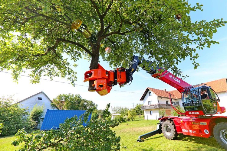 Professional Tree Services: Expert Solutions for Tree Removal and Maintenance