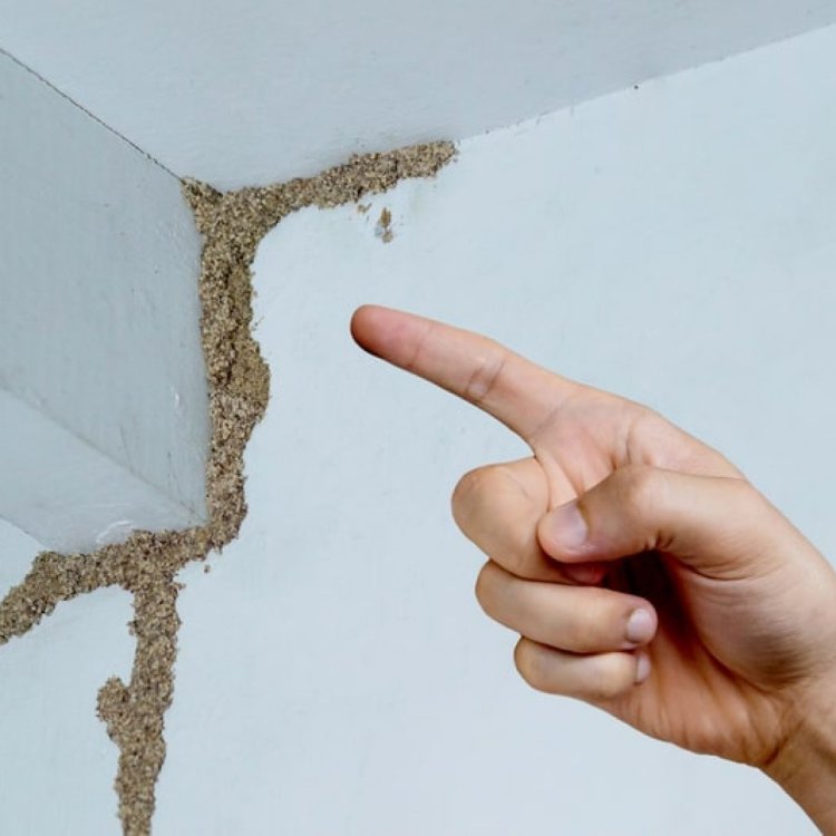 Regular Termite Inspection Can Save Your Home