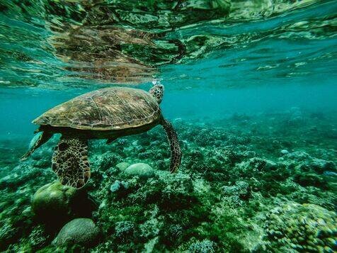 Marine Research: Exploring the Depths of Ocean Science