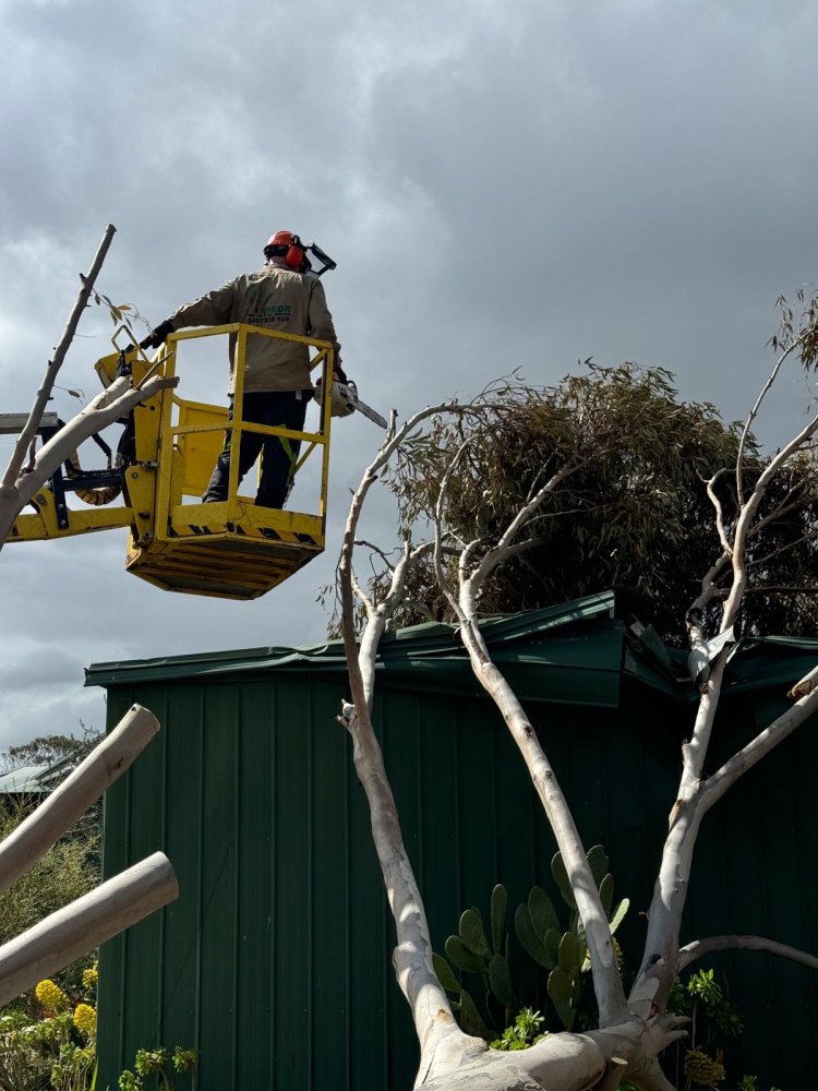 The Expert Guide to Safe Hazardous Tree Removal: Benj Geerling’s Methodology